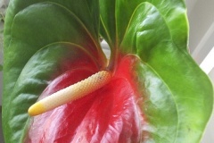 flower_0424