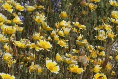 flower_0425