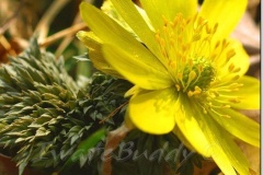 flower_0426