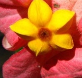 flower_0427