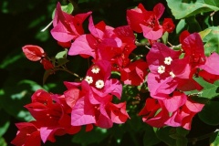 flower_0428