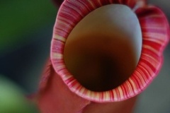 flower_0430