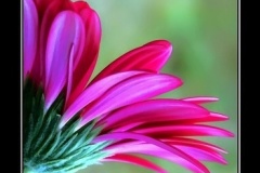 flower_0431