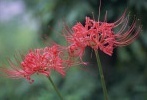 flower_0432