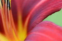 flower_0433