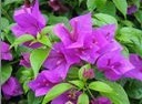 flower_0434