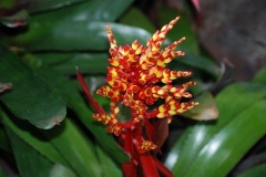 flower_0435