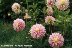 flower_0436