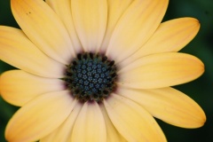 flower_0437