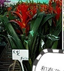 flower_0439