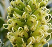 flower_0440