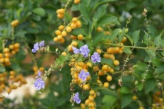 flower_0441