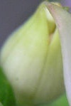flower_0442
