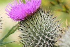 flower_0443