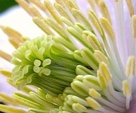flower_0444