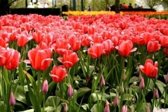 flower_0445