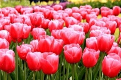 flower_0446