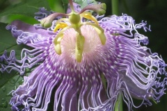 flower_0447