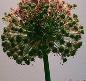 flower_0448