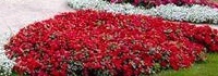 flower_0449