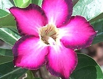 flower_0450