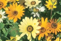 flower_0451