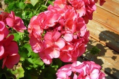 flower_0452