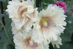 flower_0453