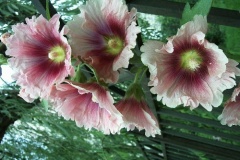 flower_0454