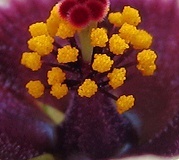 flower_0455