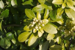 flower_0456