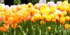 flower_0457