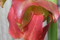 flower_0458