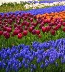 flower_0459