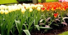 flower_0460