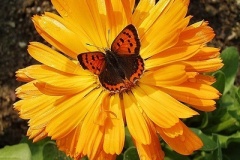 flower_0461
