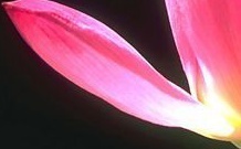 flower_0462