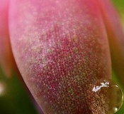 flower_0463