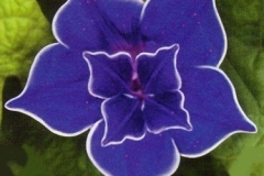 flower_0464