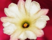 flower_0465