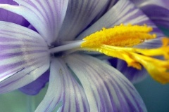 flower_0466