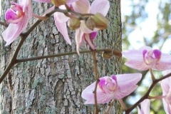 flower_0467