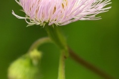 flower_0468