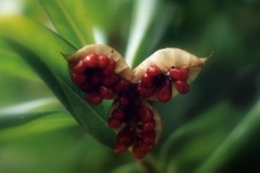 flower_0469