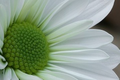 flower_0471