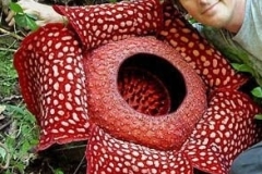 flower_0472