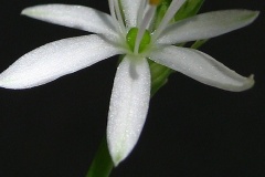 flower_0473