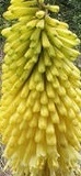 flower_0474