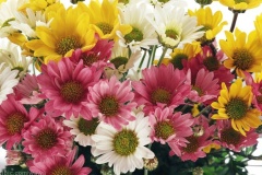 flower_0475