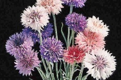 flower_0476
